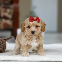 Gracie, a female Bichon Frise for sale in Sugarcreek, OH – Photo 3 of 8