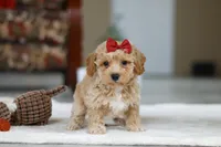 Gracie, a female Bichon Frise for sale in Sugarcreek, OH – Photo 3 of 8