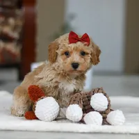 Gracie, a female Bichon Frise for sale in Sugarcreek, OH – Photo 8 of 8