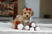 Gracie, a female Bichon Frise for sale in Sugarcreek, OH – Photo 8 of 8