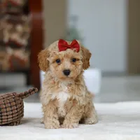 Gracie, a female Bichon Frise for sale in Sugarcreek, OH – Photo 4 of 8