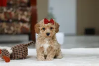 Gracie, a female Bichon Frise for sale in Sugarcreek, OH – Photo 4 of 8