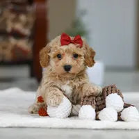 Gracie, a female Bichon Frise for sale in Sugarcreek, OH – Photo 7 of 8