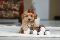 Gracie, a female Bichon Frise for sale in Sugarcreek, OH – Photo 7 of 8