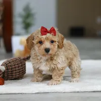 Gracie, a female Bichon Frise for sale in Sugarcreek, OH – Photo 2 of 8