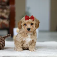 Gracie, a female Bichon Frise for sale in Sugarcreek, OH – Photo 1 of 8