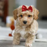 Gracie, a female Bichon Frise for sale in Sugarcreek, OH – Photo 6 of 8