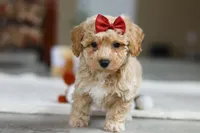 Gracie, a female Bichon Frise for sale in Sugarcreek, OH – Photo 6 of 8