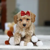 Gracie, a female Bichon Frise for sale in Sugarcreek, OH – Photo 5 of 8