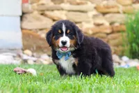 Bobby, a male Bernese Mountain Dog for sale in Sugarcreek, OH – 7 of 9