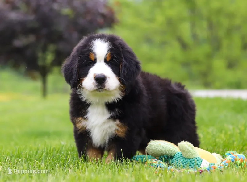 Theo, a male Bernese Mountain Dog for sale in Sugarcreek, OH – Photo 1 of 7