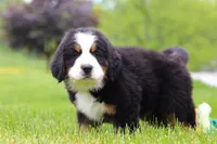 Theo, a male Bernese Mountain Dog for sale in Sugarcreek, OH – Photo 4 of 7