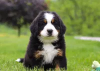 Theo, a male Bernese Mountain Dog for sale in Sugarcreek, OH – Photo 3 of 7