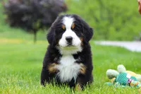 Theo, a male Bernese Mountain Dog for sale in Sugarcreek, OH – Photo 7 of 7