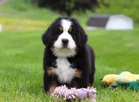Theo, a male Bernese Mountain Dog for sale in Sugarcreek, OH – Photo 5 of 7