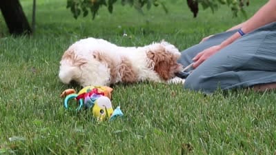 Asher, a male Cavapoo for sale in Sugarcreek, OH – 10 of 10