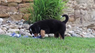 Bailey, a female Bernese Mountain Dog for sale in Sugarcreek, OH – 6 of 6
