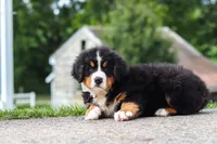 Wyatt, a male Bernese Mountain Dog for sale in Sugarcreek, OH – 3 of 7