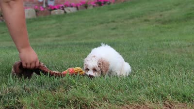 Leo, a male Bichpoo for sale in Sugarcreek, OH – 10 of 10