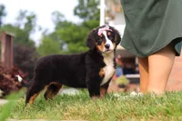 Casey, a female Bernese Mountain Dog for sale in Sugarcreek, OH – 9 of 10