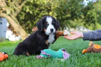 Toby, a male Bernese Mountain Dog for sale in Sugarcreek, OH – 5 of 10