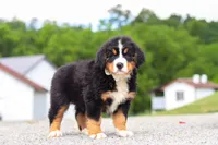 Wyatt, a male Bernese Mountain Dog for sale in Sugarcreek, OH – 2 of 7