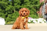 Austin, a male Cavapoo for sale in Sugarcreek, OH – 2 of 7