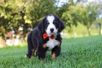Toby, a male Bernese Mountain Dog for sale in Sugarcreek, OH – 2 of 10