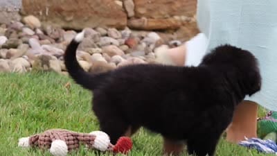 Willow, a female Bernese Mountain Dog for sale in Sugarcreek, OH – 10 of 10