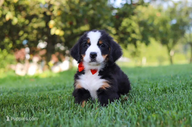 Toby – Bernese Mountain Dog puppy for sale in Sugarcreek, OH
