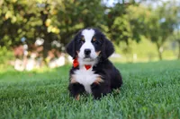 Toby, a male Bernese Mountain Dog for sale in Sugarcreek, OH – 1 of 10