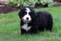 Jax, a male Bernese Mountain Dog for sale in Sugarcreek, OH – Photo 4 of 5