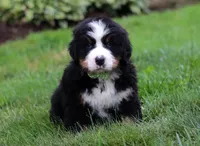 Jax, a male Bernese Mountain Dog for sale in Sugarcreek, OH – Photo 1 of 5
