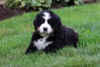 Jax, a male Bernese Mountain Dog for sale in Sugarcreek, OH – Photo 2 of 5