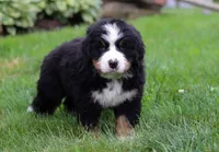 Jax, a male Bernese Mountain Dog for sale in Sugarcreek, OH – Photo 5 of 5