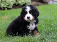 Jax, a male Bernese Mountain Dog for sale in Sugarcreek, OH – Photo 3 of 5