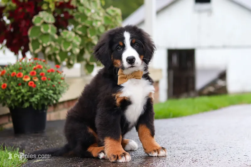 Kory – Bernese Mountain Dog puppy for sale in Sugarcreek, OH