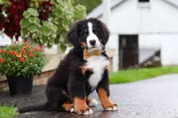 Kory, a male Bernese Mountain Dog for sale in Sugarcreek, OH – 1 of 9