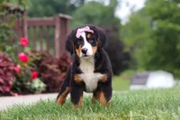 Casey, a female Bernese Mountain Dog for sale in Sugarcreek, OH – 5 of 10