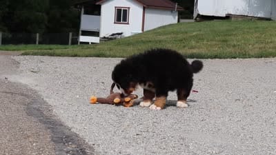 Wyatt, a male Bernese Mountain Dog for sale in Sugarcreek, OH – 7 of 7