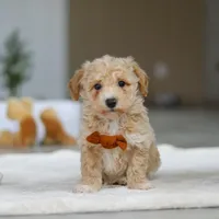 Kory, a male Bichpoo for sale in Sugarcreek, OH – Photo 3 of 5