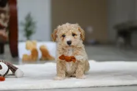 Kory, a male Bichon Frise for sale in Sugarcreek, OH – Photo 3 of 5