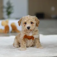 Kory, a male Bichpoo for sale in Sugarcreek, OH – Photo 4 of 5