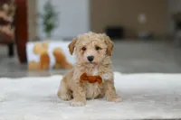 Kory, a male Bichon Frise for sale in Sugarcreek, OH – Photo 4 of 5