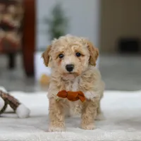 Kory, a male Bichpoo for sale in Sugarcreek, OH – Photo 1 of 5