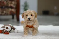 Kory, a male Bichon Frise for sale in Sugarcreek, OH – Photo 1 of 5