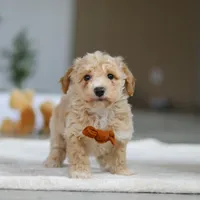 Kory, a male Bichpoo for sale in Sugarcreek, OH – Photo 2 of 5
