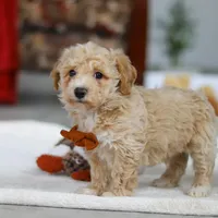 Kory, a male Bichpoo for sale in Sugarcreek, OH – Photo 5 of 5
