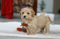 Kory, a male Bichon Frise for sale in Sugarcreek, OH – Photo 5 of 5