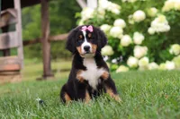 Marcy, a female Bernese Mountain Dog for sale in Sugarcreek, OH – 7 of 10